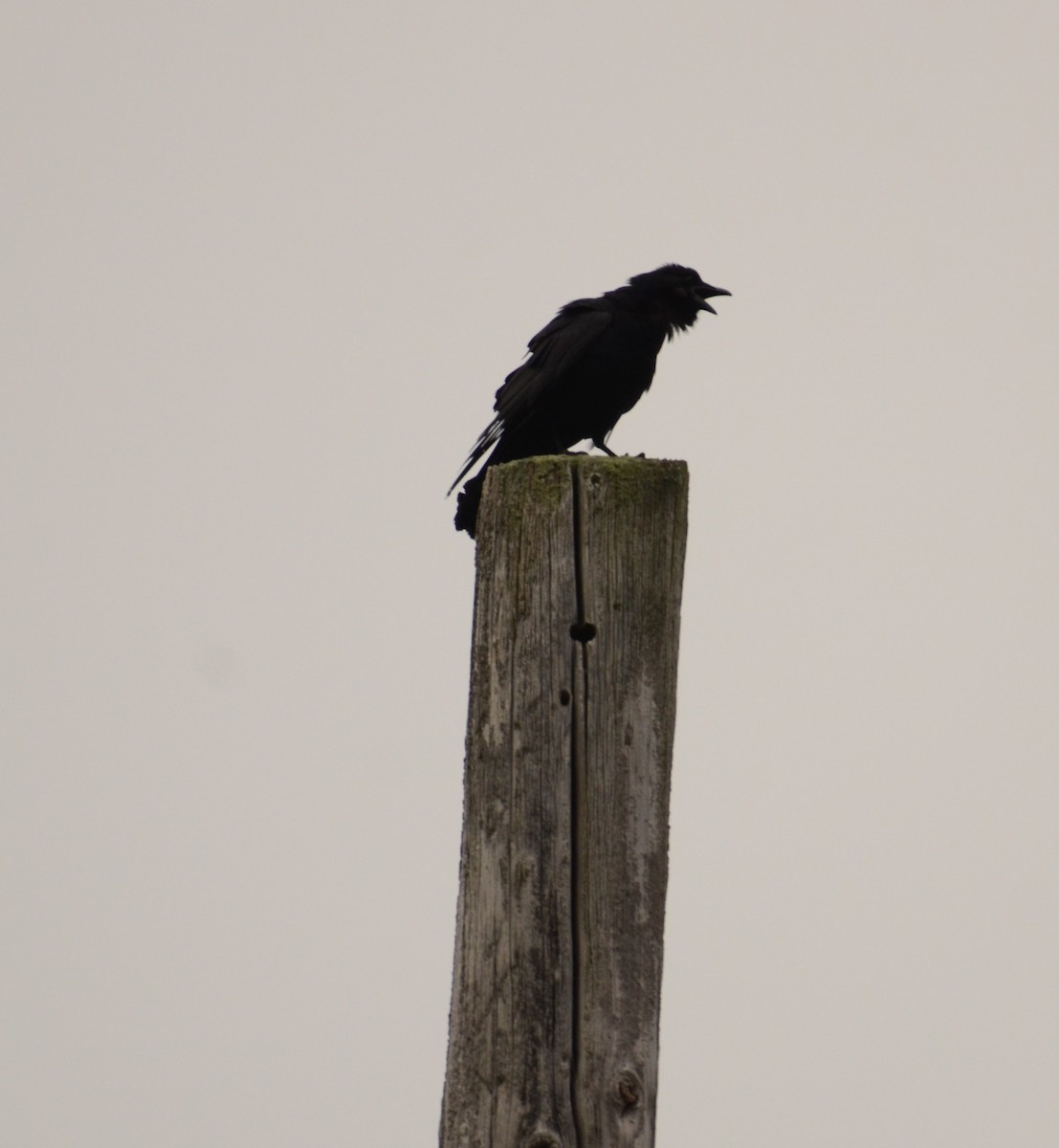 Fish Crow - ML155162981