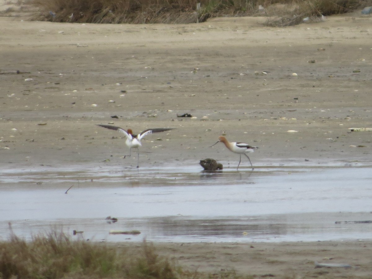 American Avocet - ML155164431