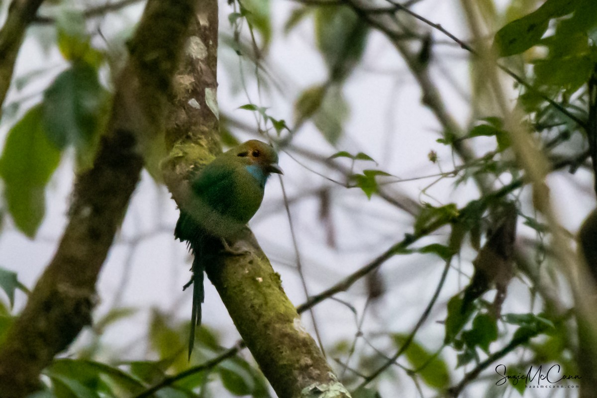 Blue-throated Motmot - ML155165971