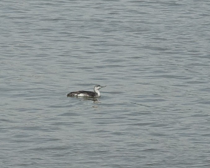 Red-throated Loon - ML155167181