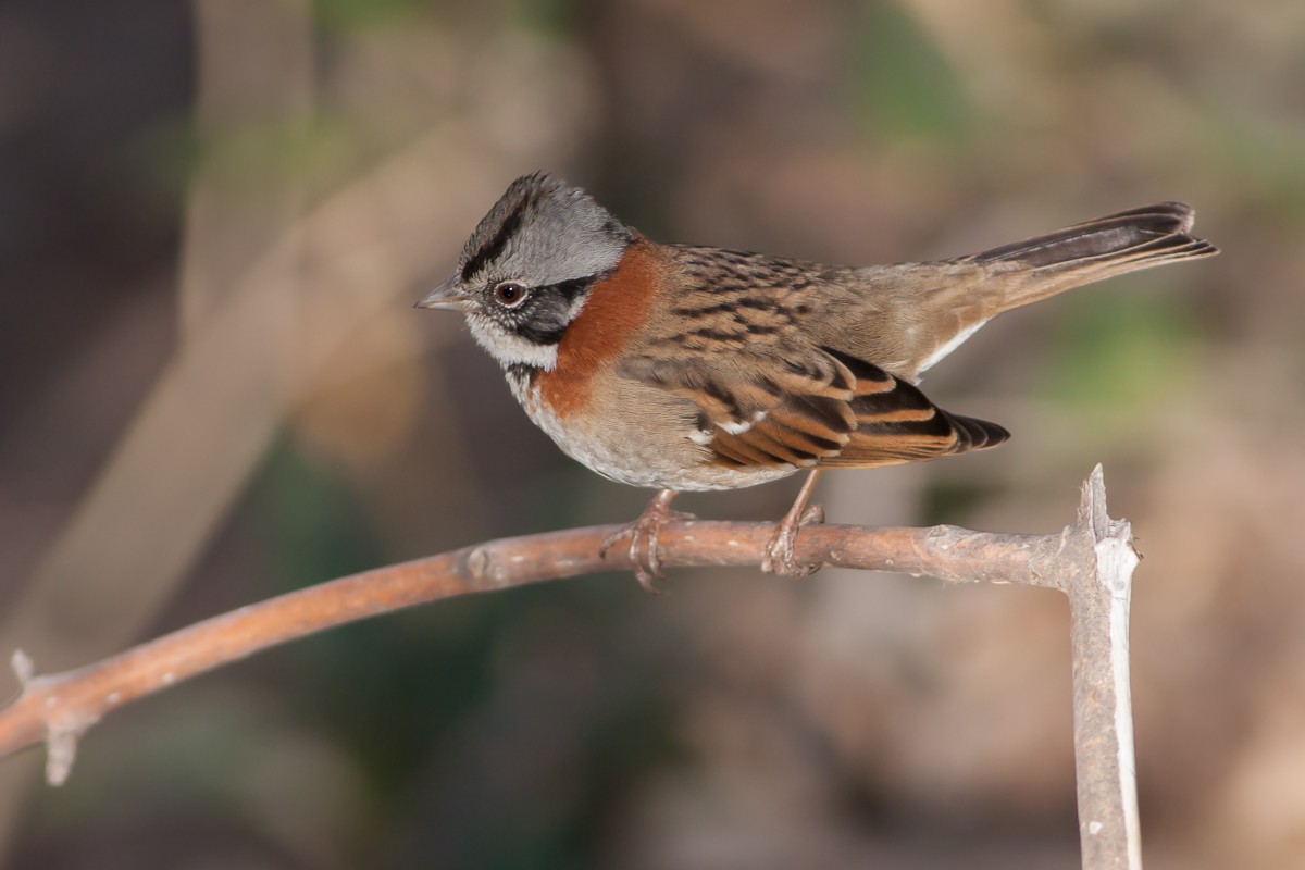 Rufous-collared Sparrow (Rufous-collared) - Ariel Cabrera Foix