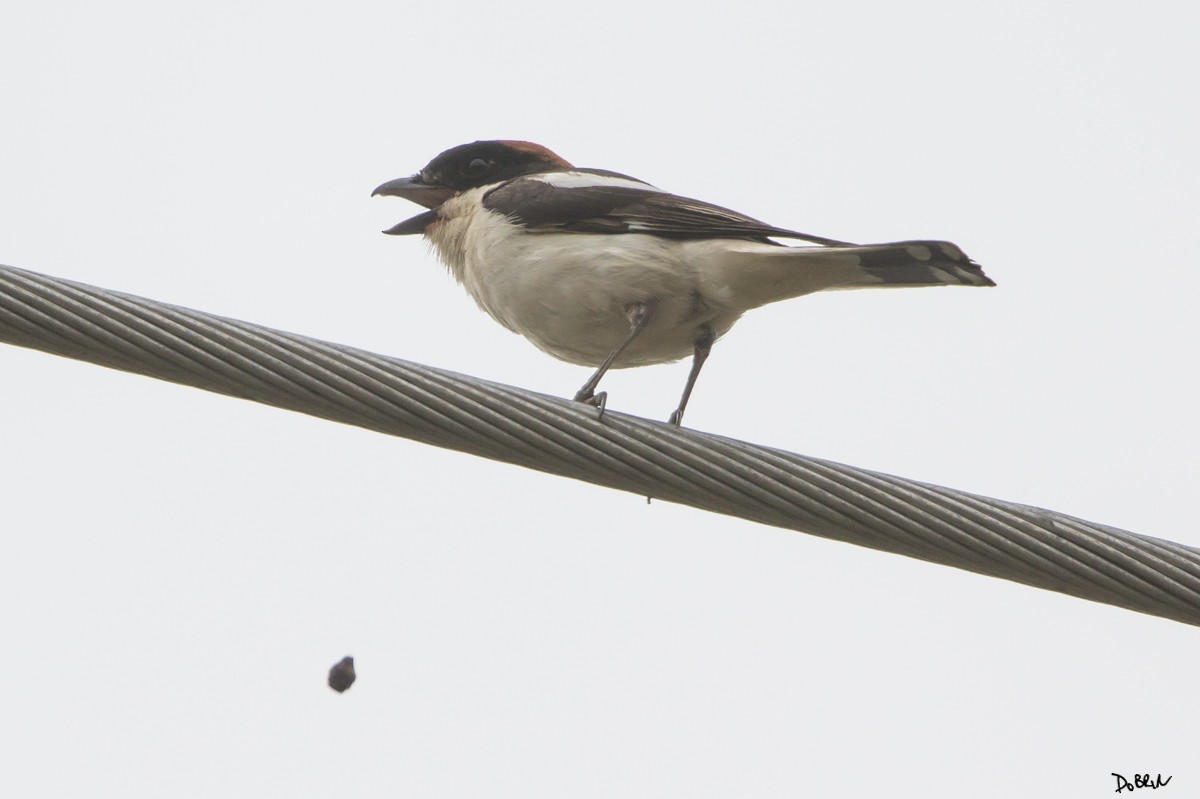 Woodchat Shrike - ML155169081