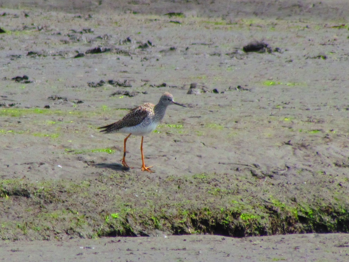 Lesser Yellowlegs - Tom Gabe