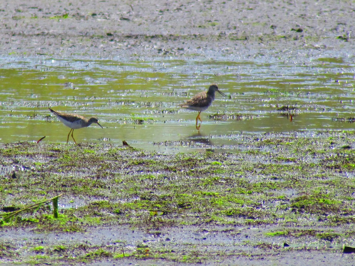 Lesser Yellowlegs - ML155169491