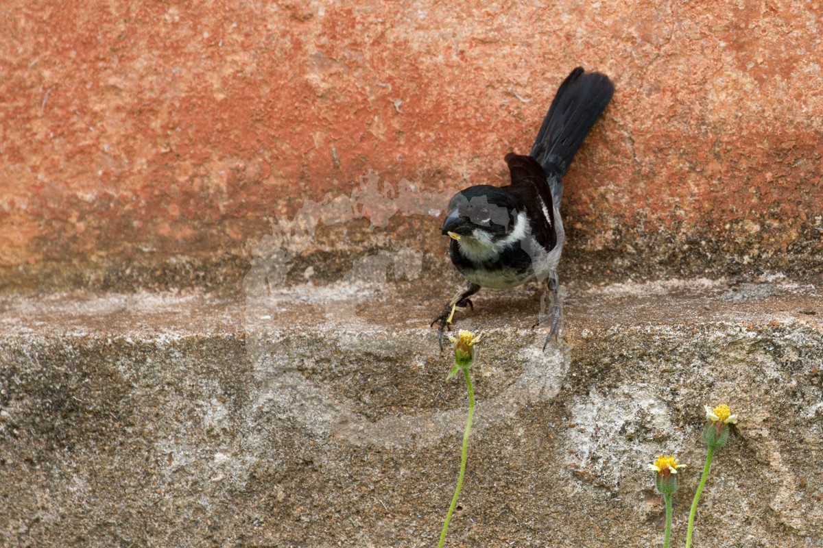Wing-barred Seedeater - Christophe Gouraud
