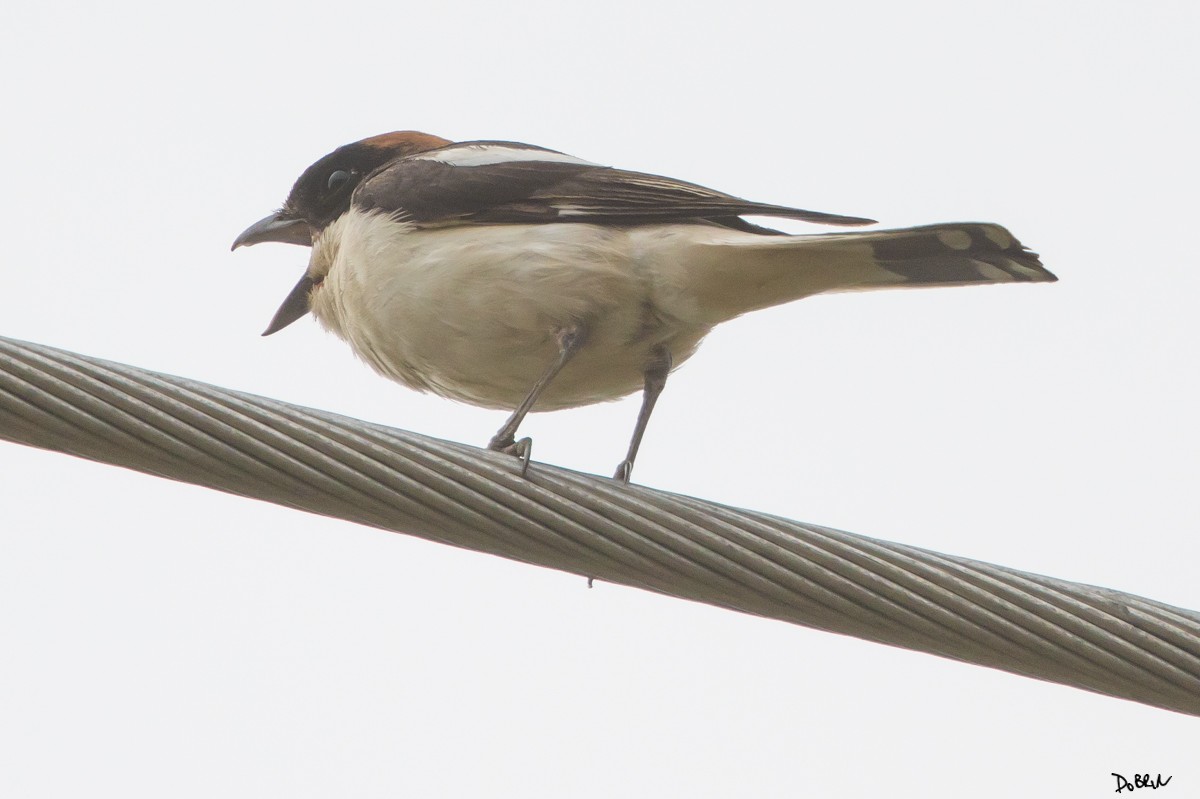 Woodchat Shrike - ML155169581