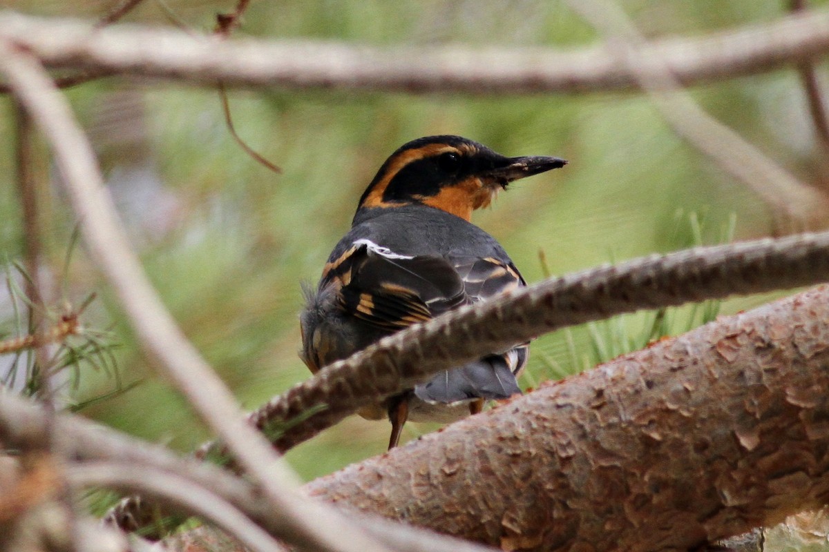 Varied Thrush - Ginger Spinelli