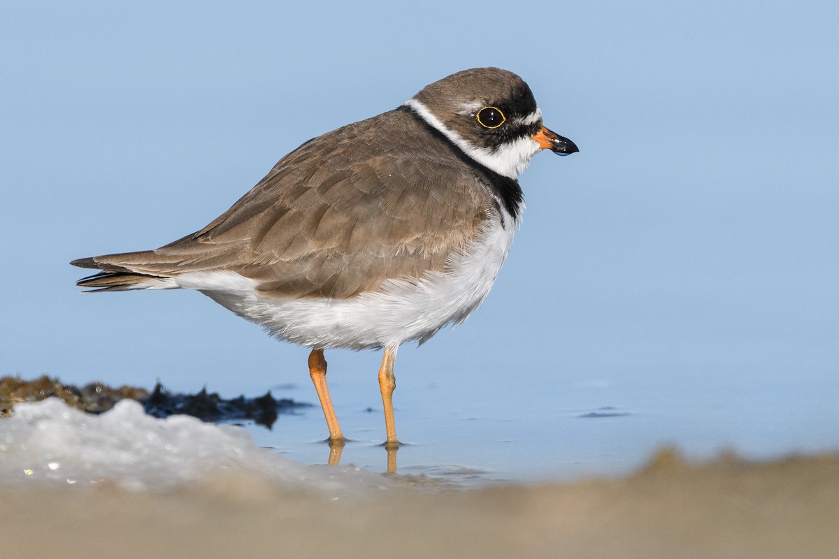Semipalmated Plover - Darren Clark