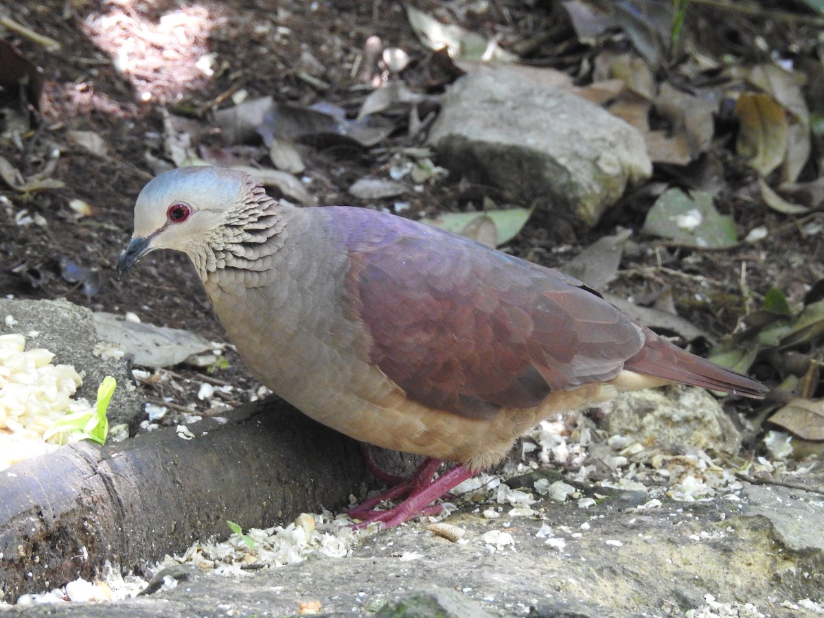 White-faced Quail-Dove - ML155170721