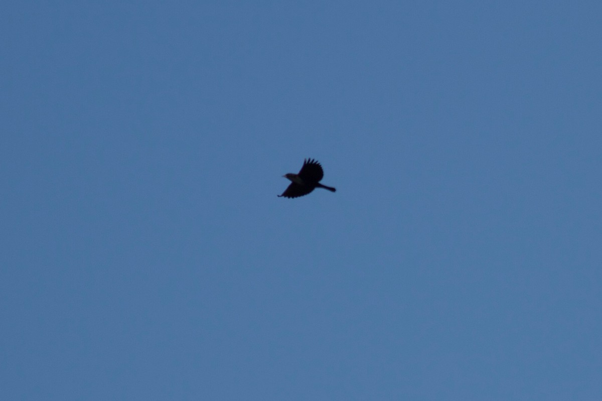 Red-winged Blackbird - ML155170911