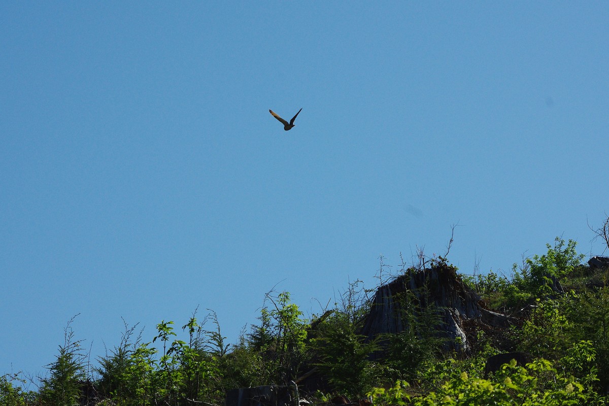 Short-eared Owl - ML155171521