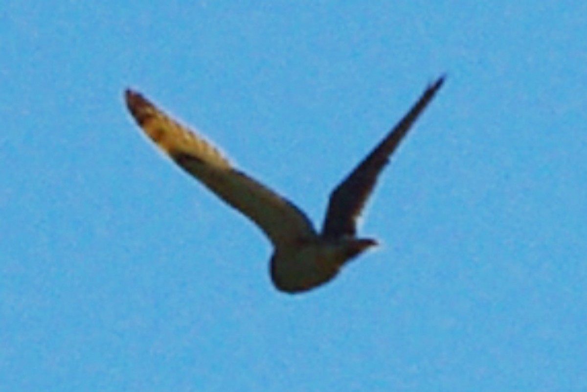 Short-eared Owl - ML155171541