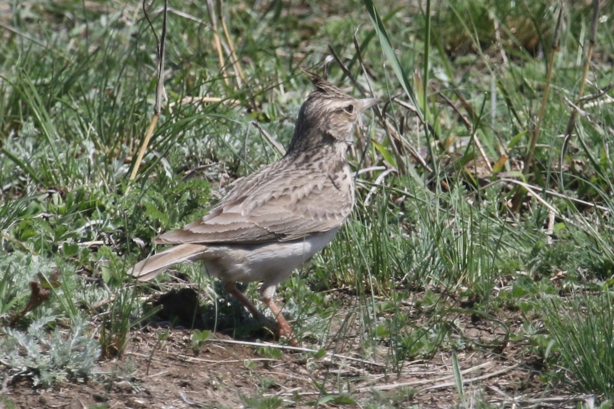 Crested Lark - ML155173541