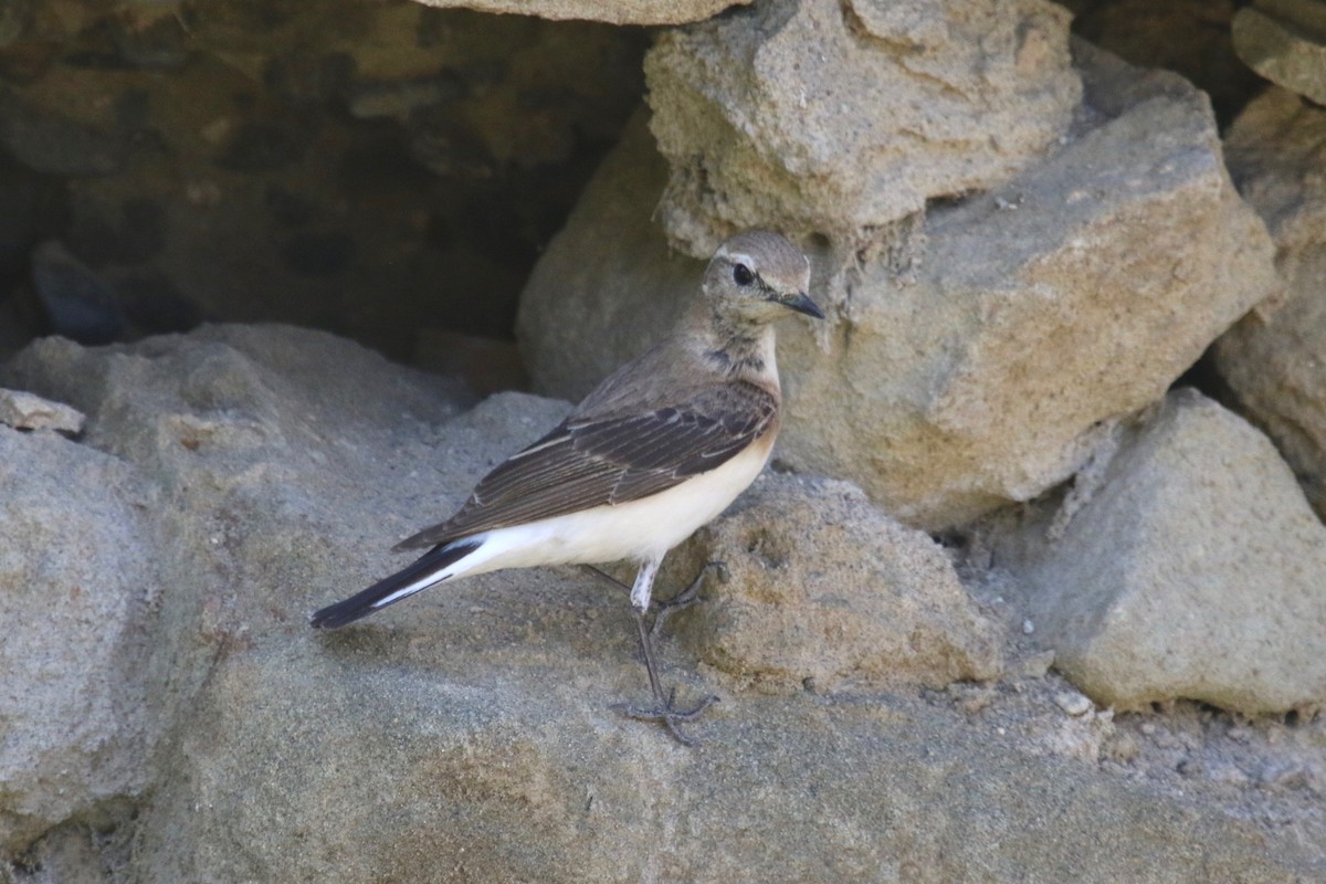 Pied Wheatear - ML155173931