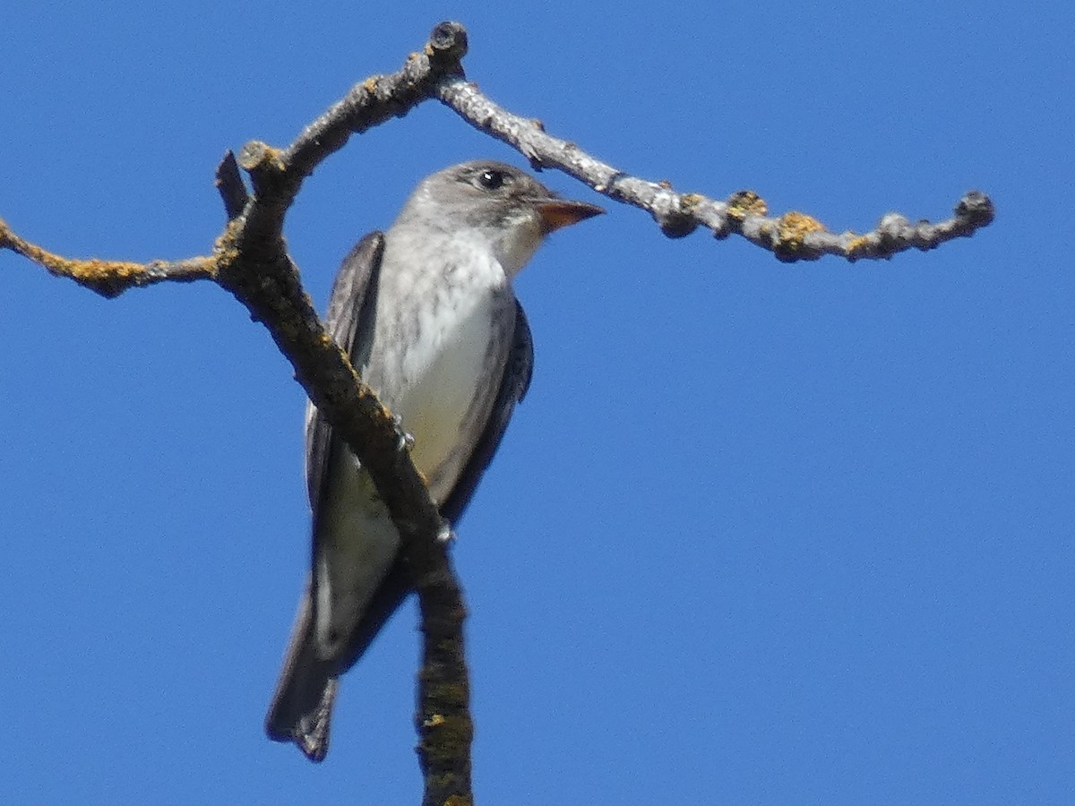 Olive-sided Flycatcher - ML155175731