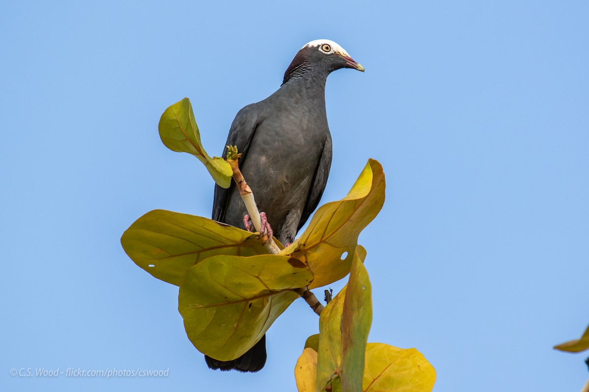 White-crowned Pigeon - Chris S. Wood