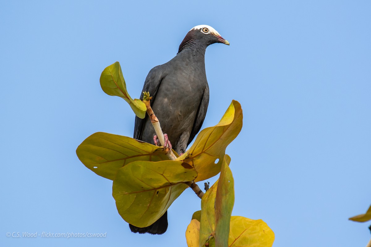 White-crowned Pigeon - ML155176991