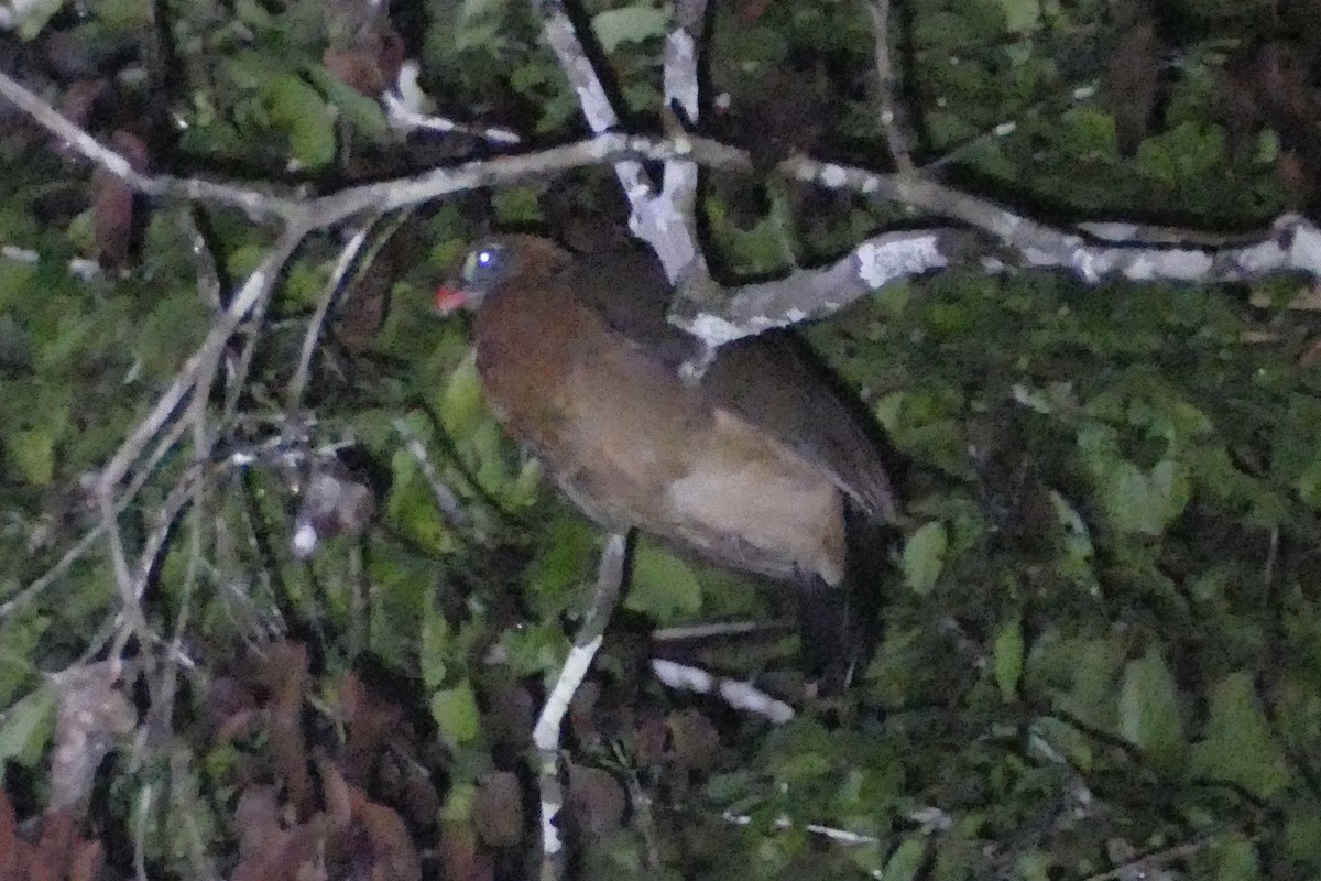 Nocturnal Curassow - ML155179061