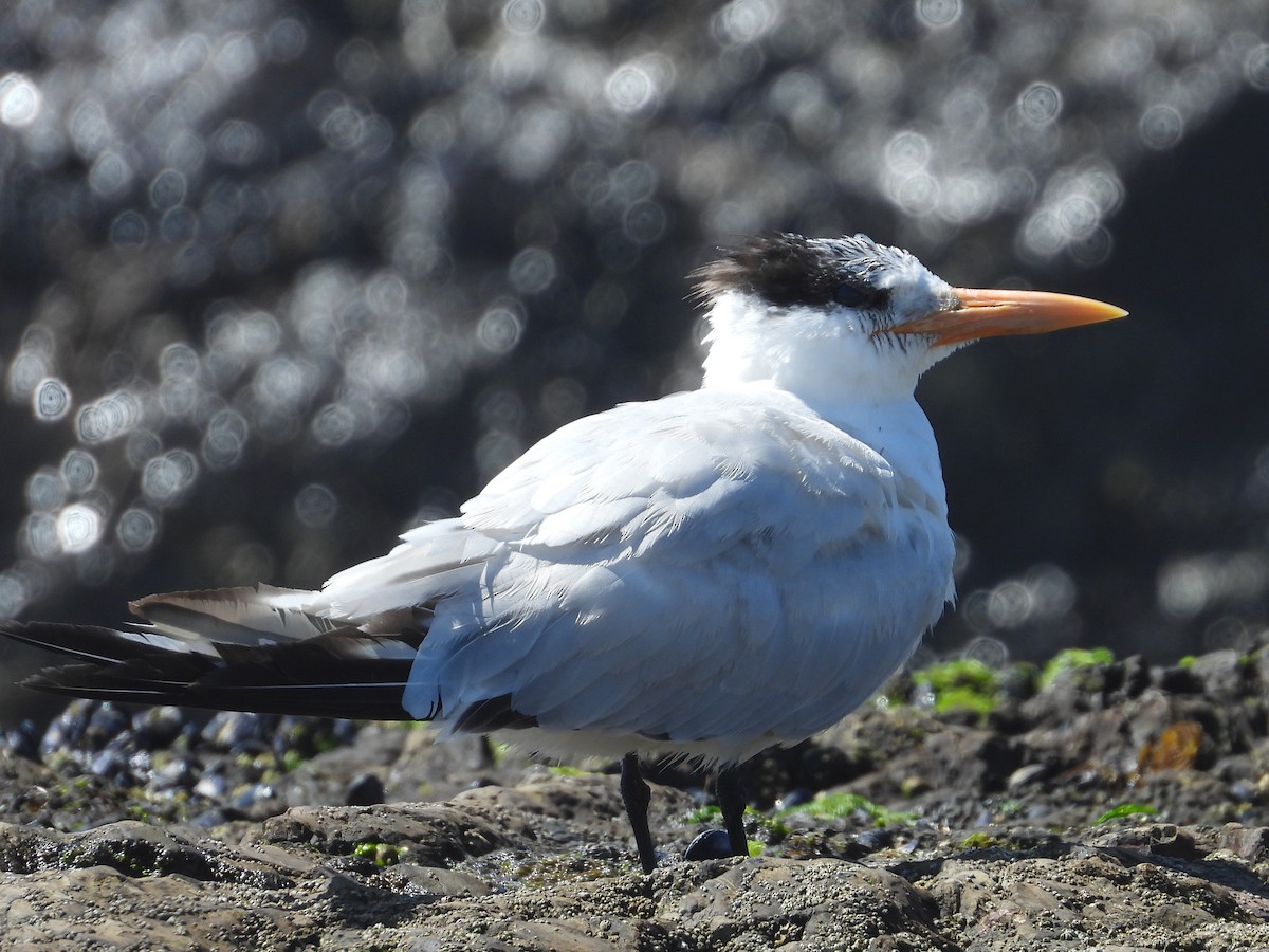 Royal Tern - ML155180231