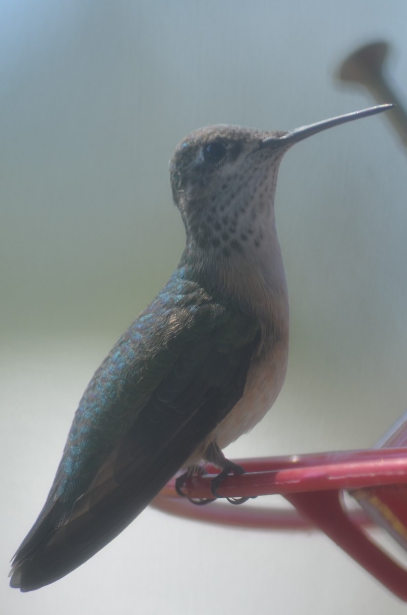 Calliope Hummingbird - Lary Brown