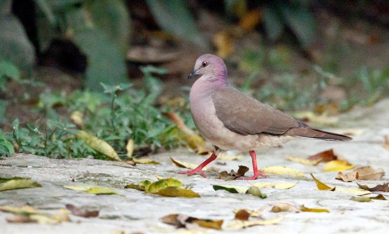 White-tipped Dove - ML155182471