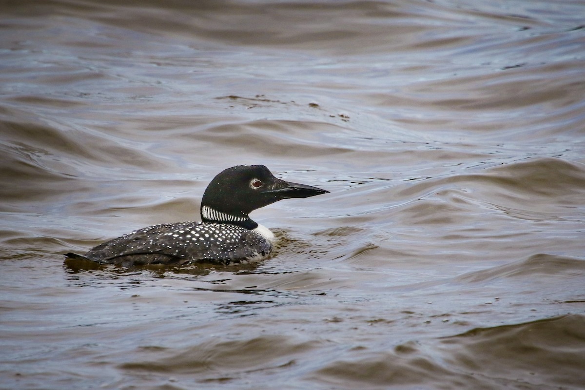 Common Loon - Donna Salko