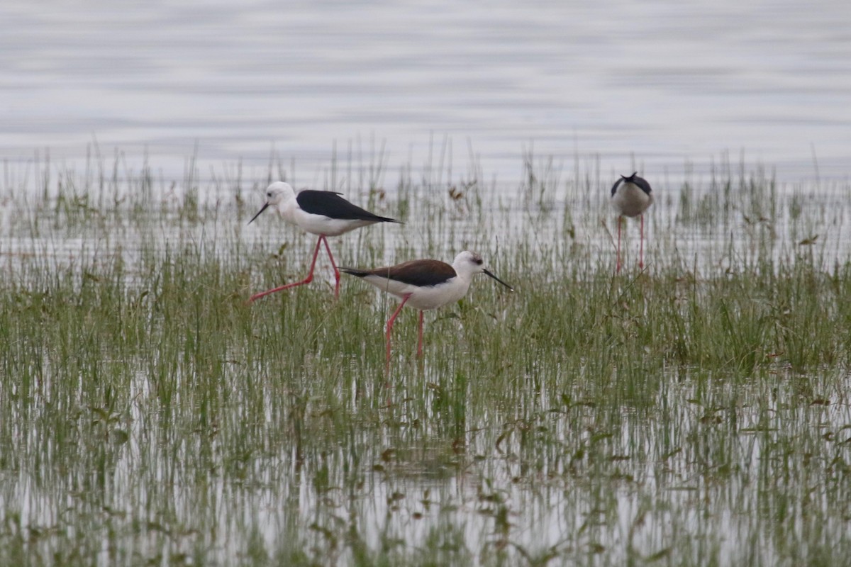 Black-winged Stilt - ML155183091