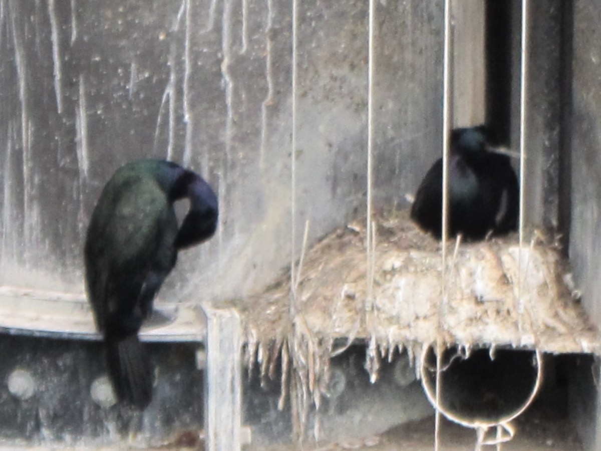 Pelagic Cormorant - ML155183141