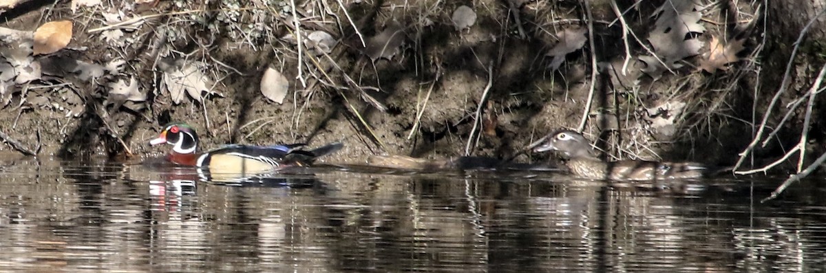 Wood Duck - Donna Salko