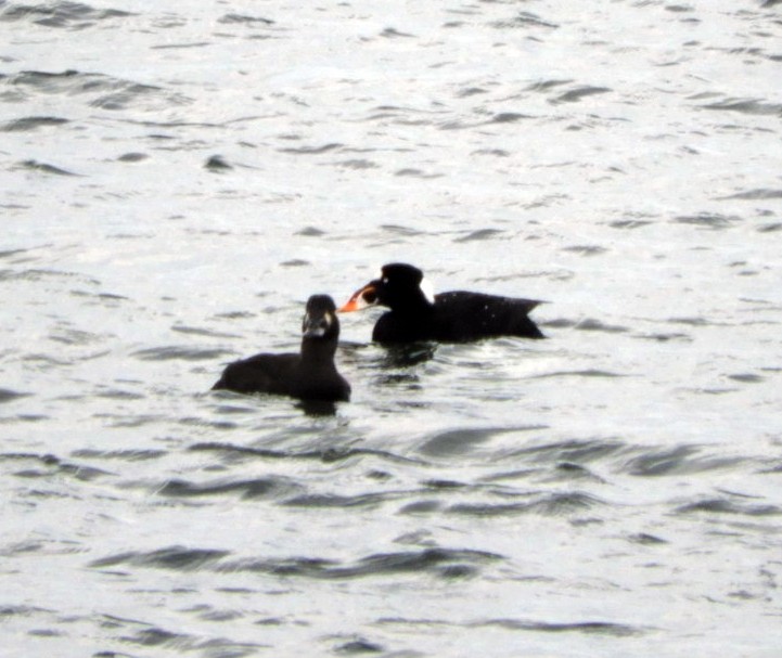 Surf Scoter - ML155184331