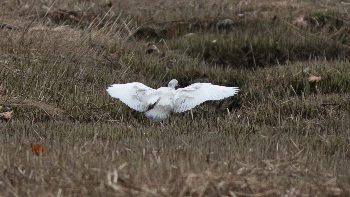 Snowy Egret - ML155184551