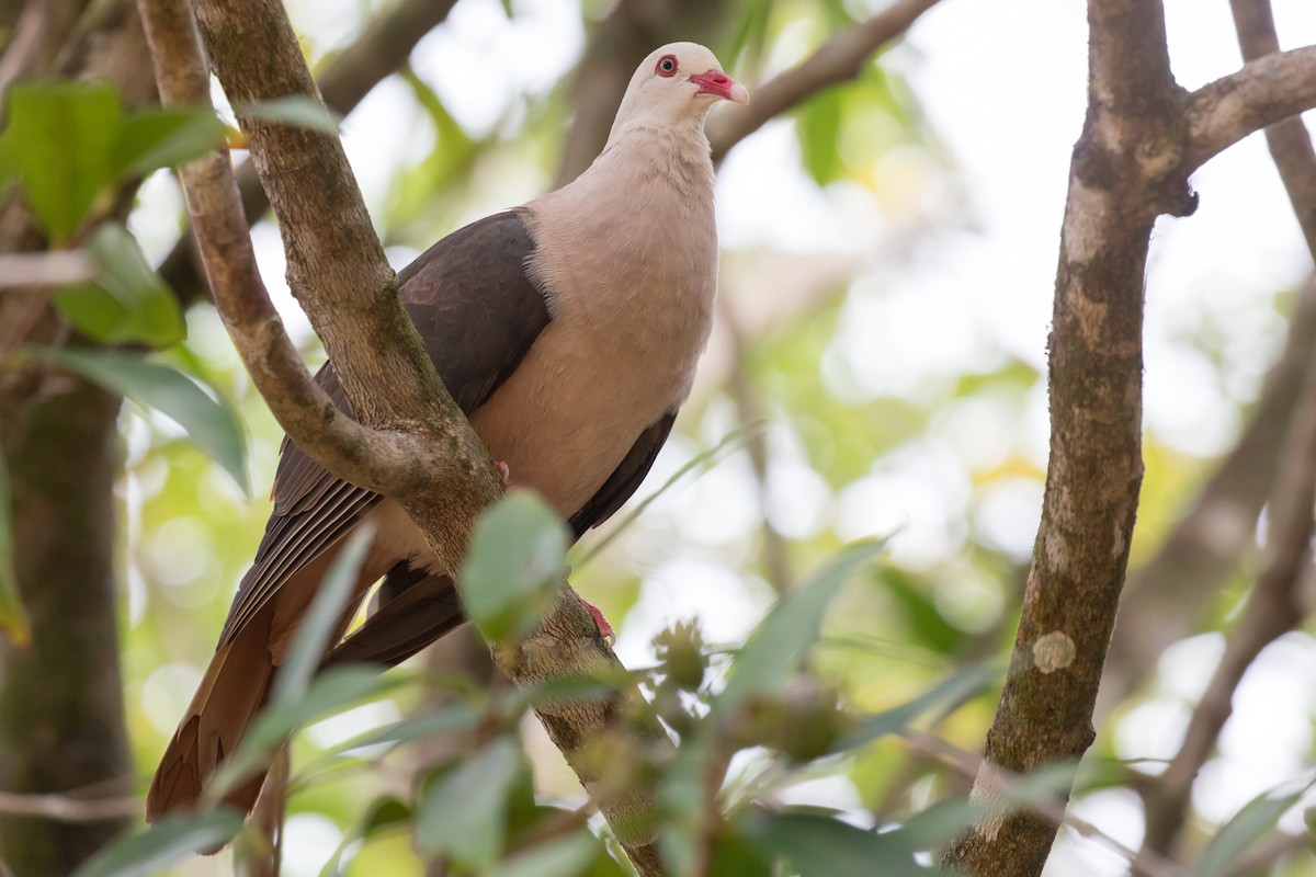 Pink Pigeon - ML155184671
