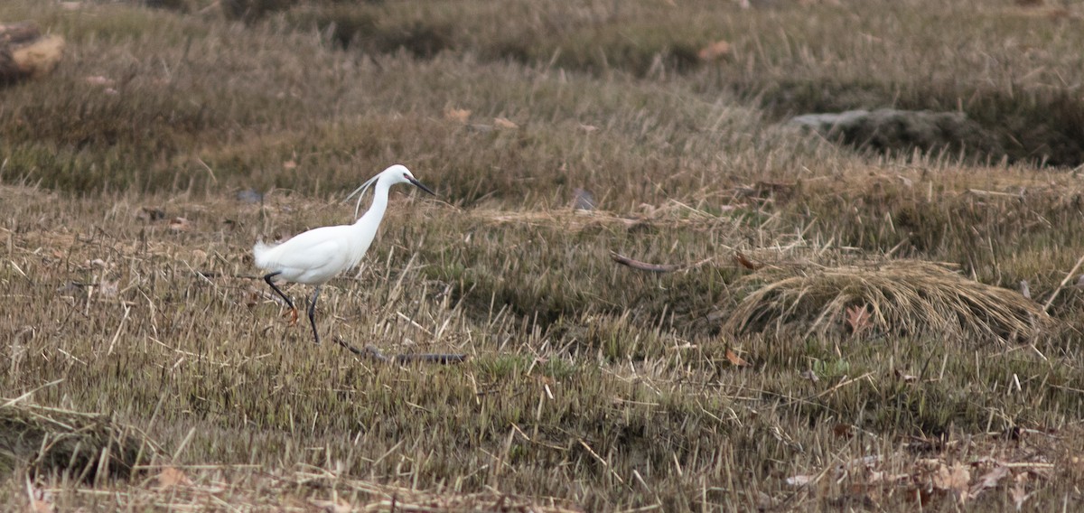 Little Egret - ML155185091