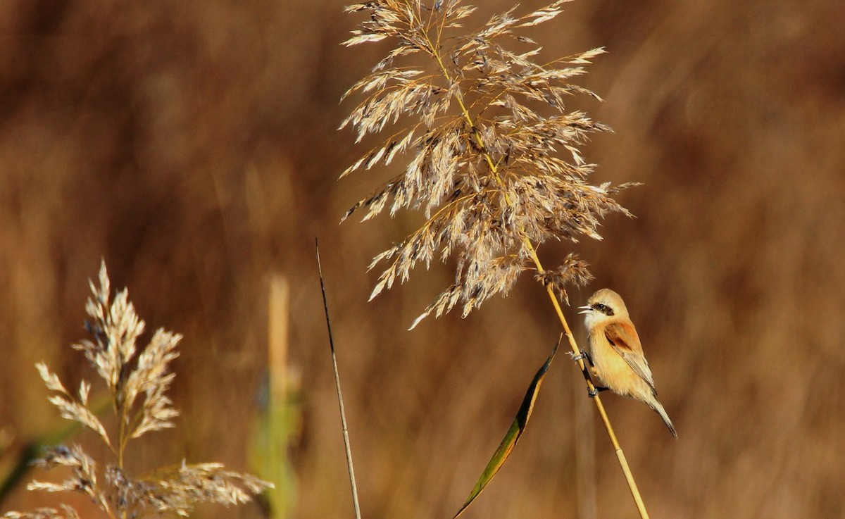 Eurasian Penduline-Tit - ML155185341