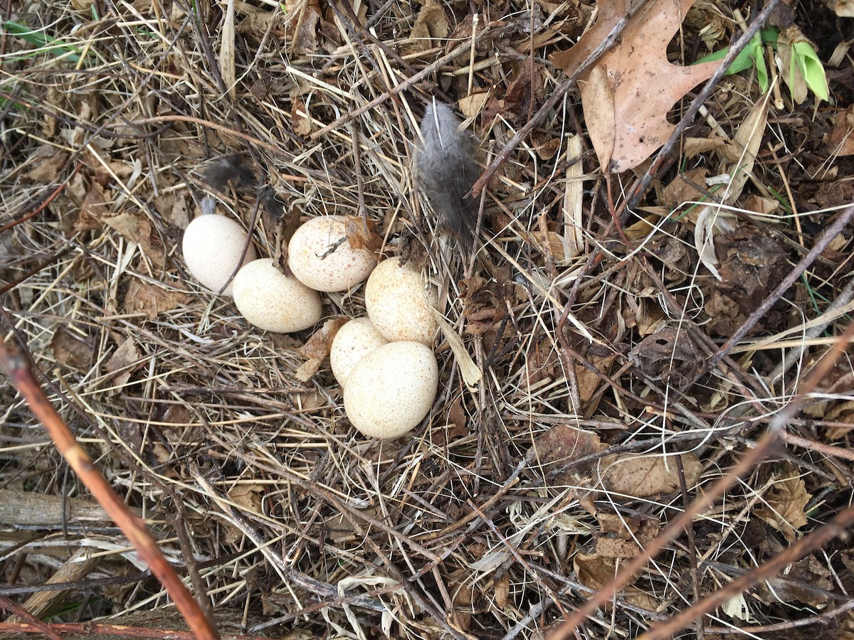 Wild Turkey - ML155185761