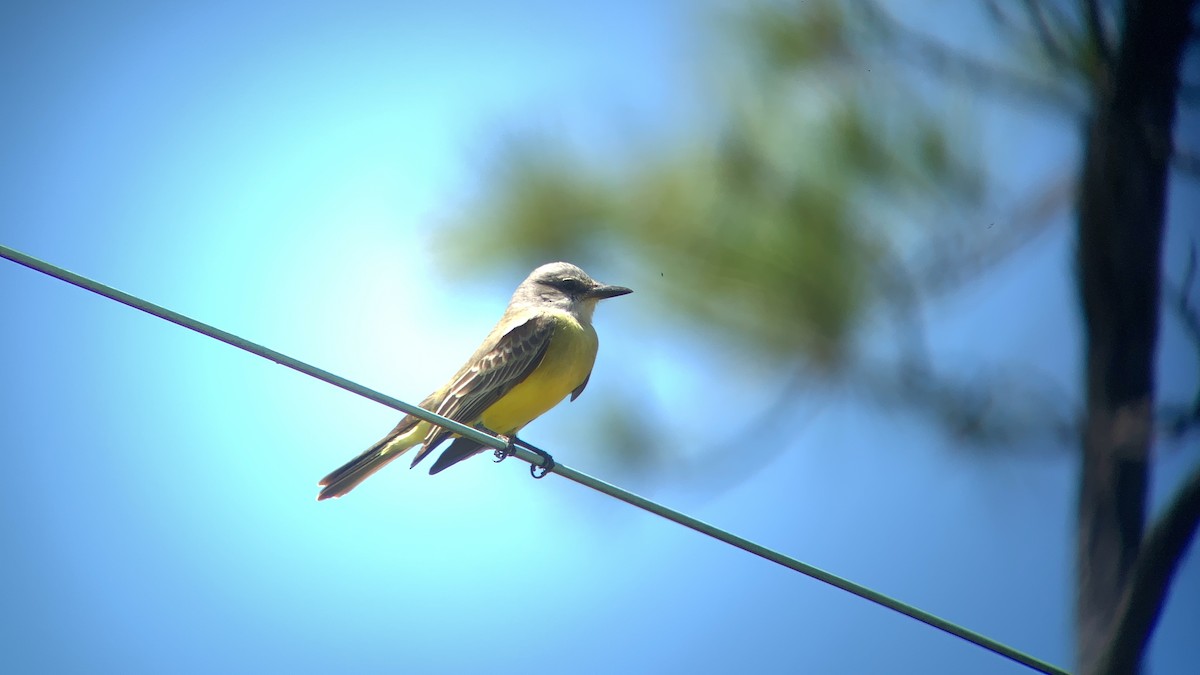 Tropical Kingbird - ML155186961