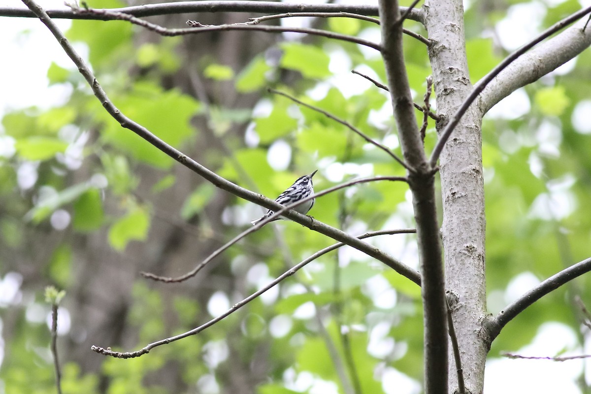 Black-and-white Warbler - ML155193761