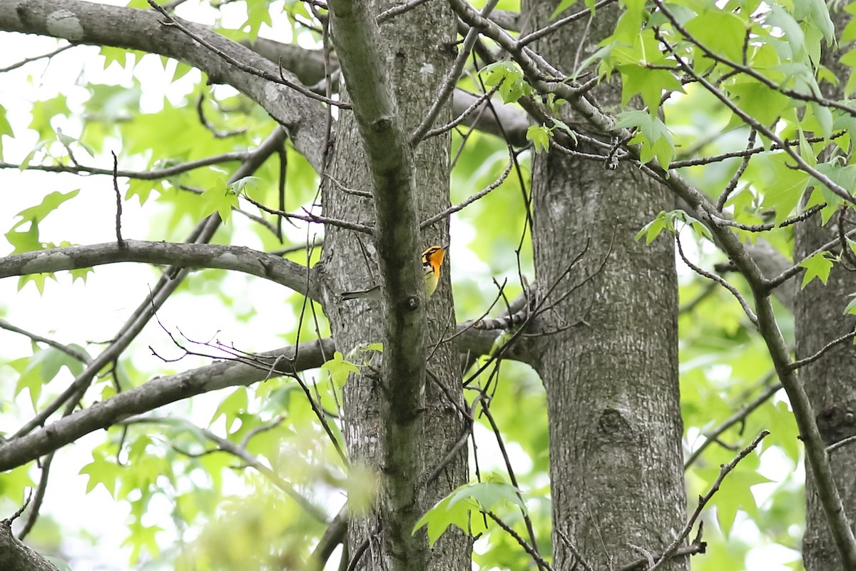 Blackburnian Warbler - ML155194211