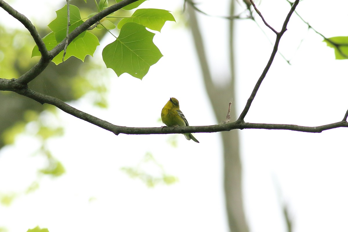 Pine Warbler - ML155194441