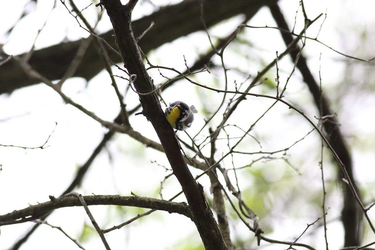 Yellow-throated Warbler - ML155194601