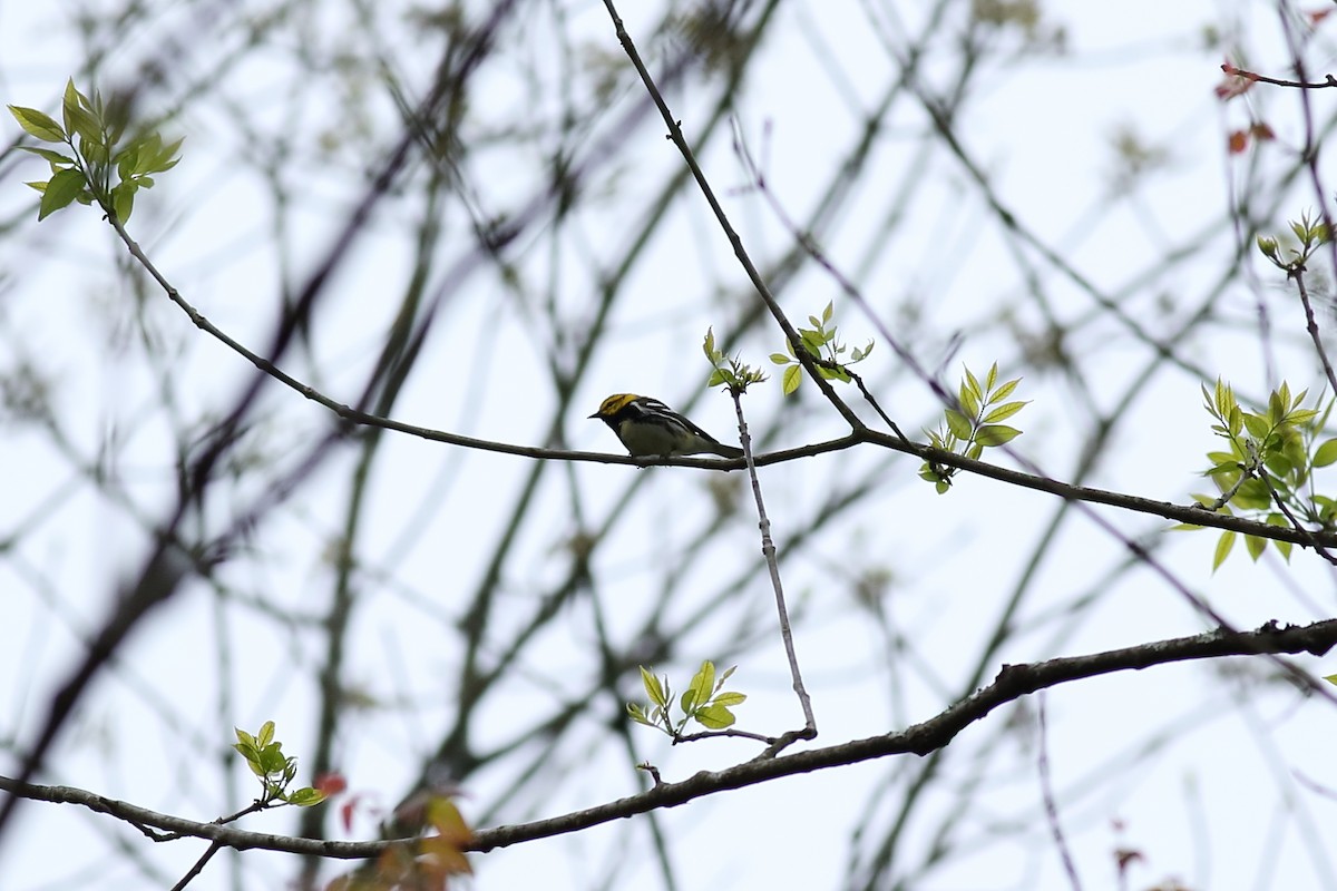 Grünmantel-Waldsänger - ML155194681