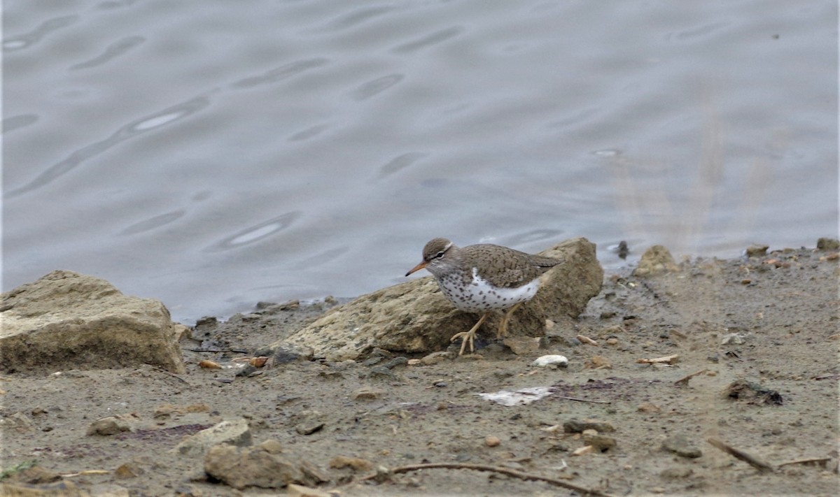 Spotted Sandpiper - ML155194811