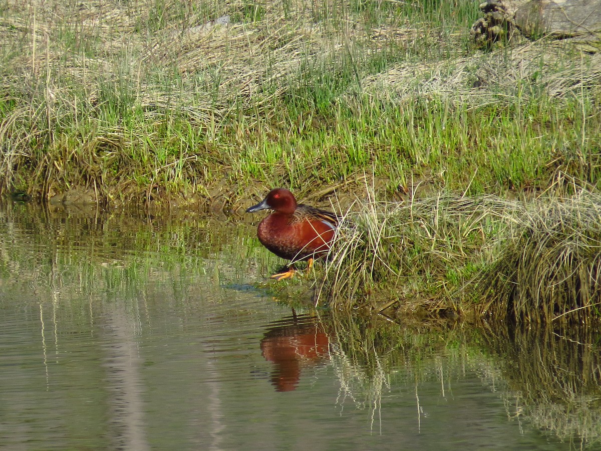 アカシマアジ - ML155196251