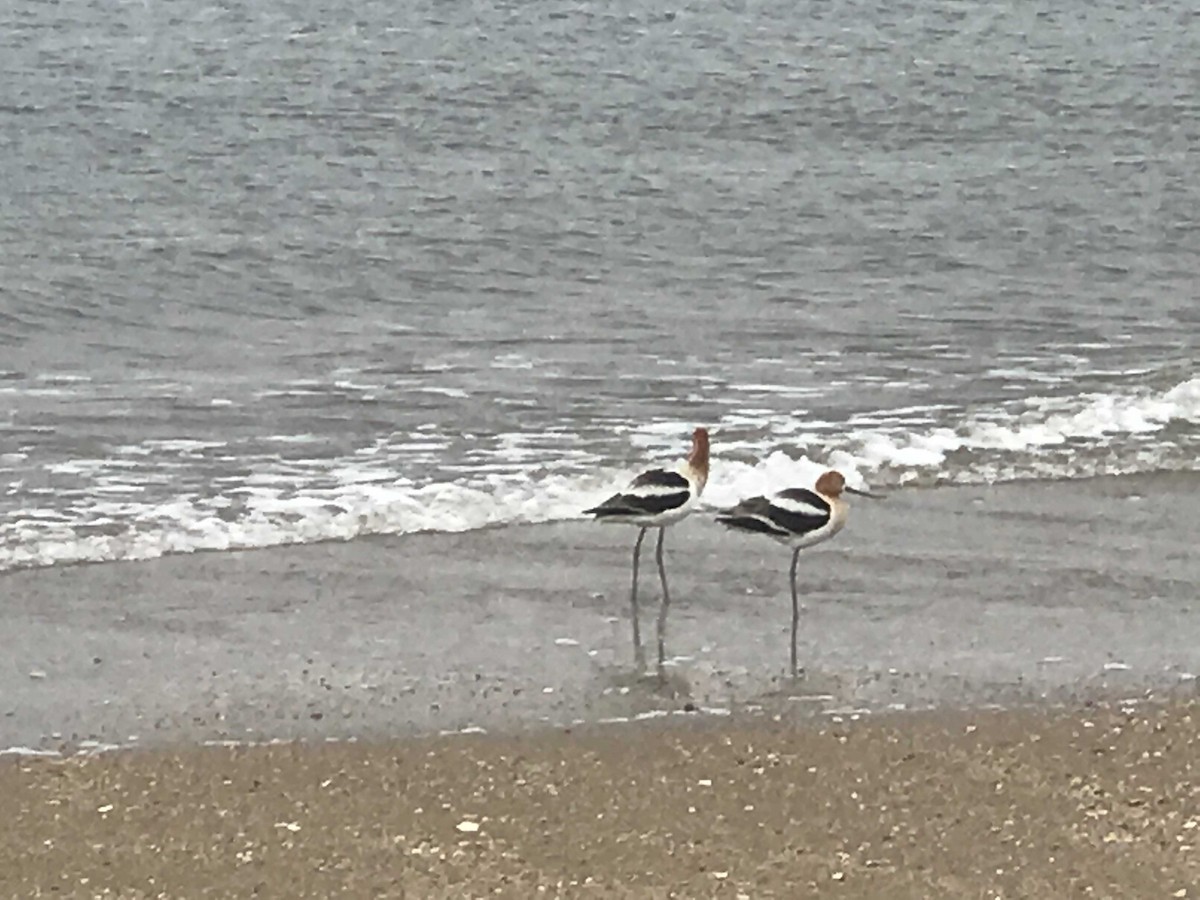 American Avocet - ML155198311