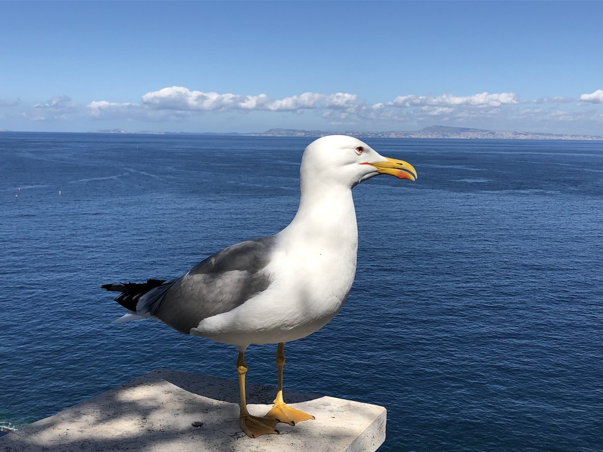 Yellow-legged Gull - ML155201341