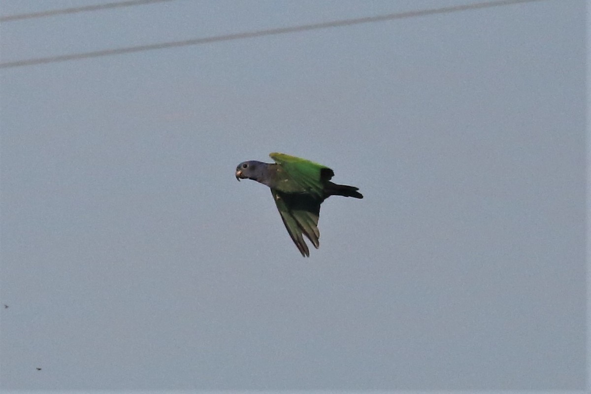 Blue-headed Parrot - ML155205161