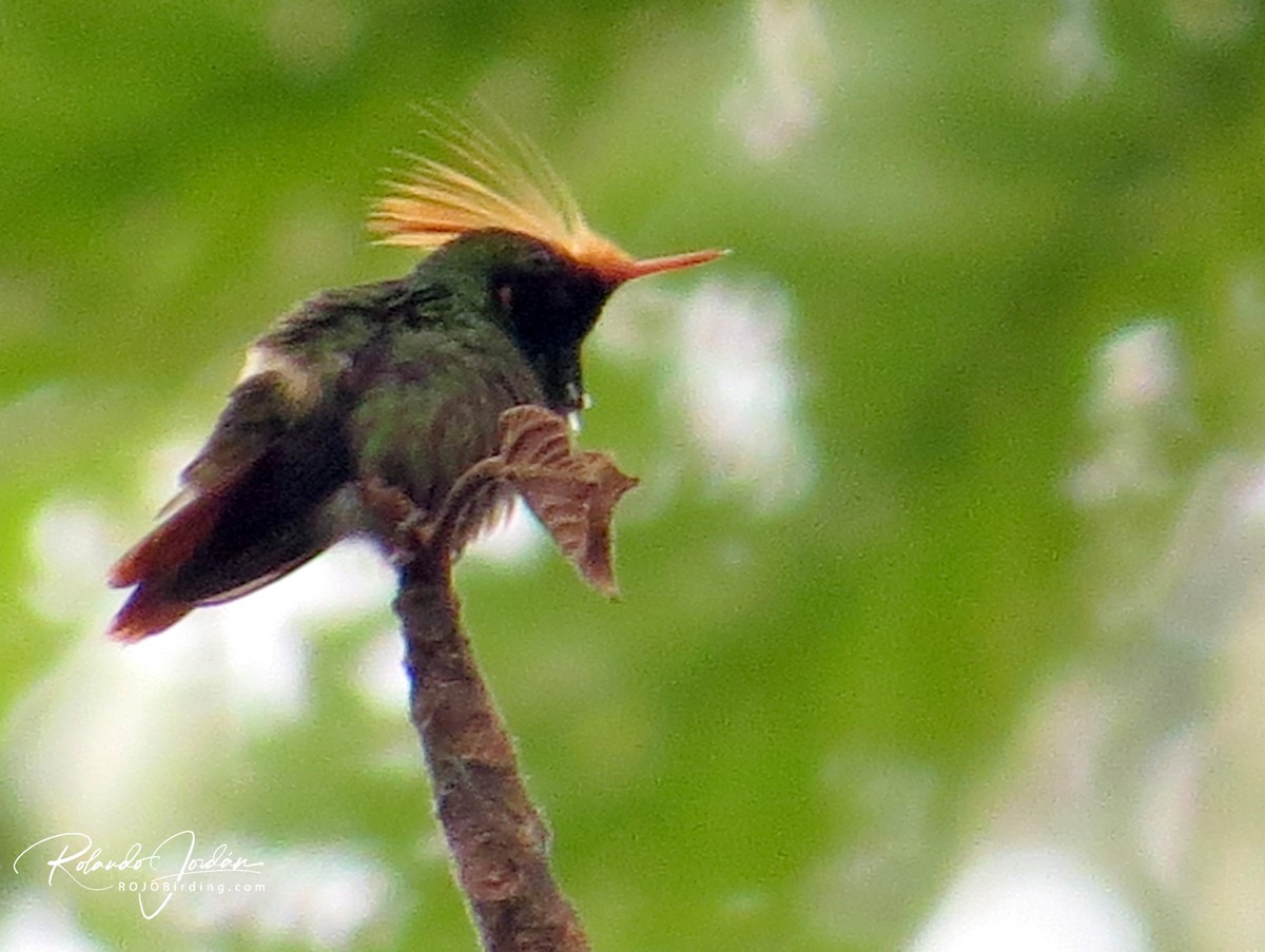 Rufous-crested Coquette - ML155205561