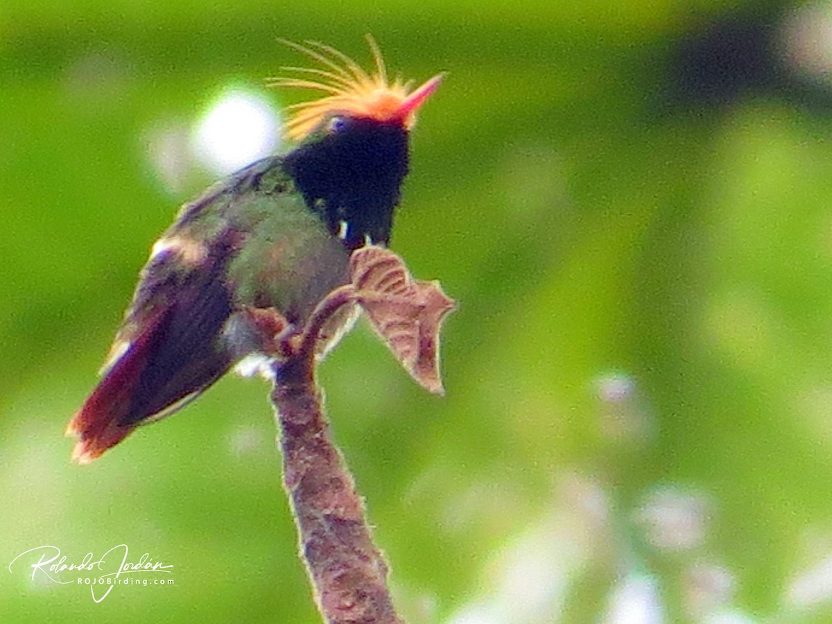 Rufous-crested Coquette - ML155205581