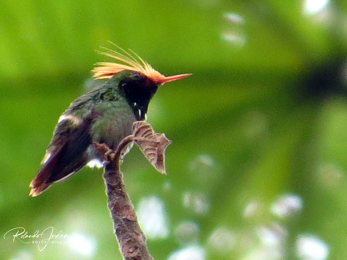 Rufous-crested Coquette - ML155205591