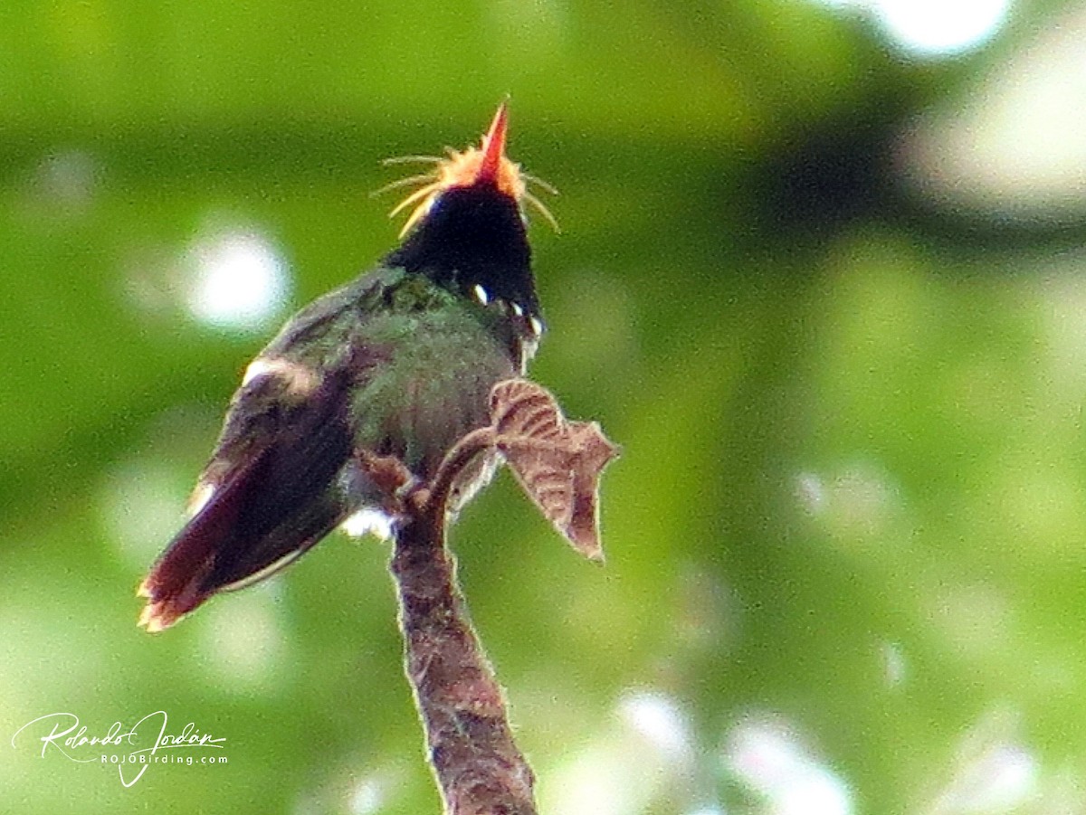 Rufous-crested Coquette - ML155205611